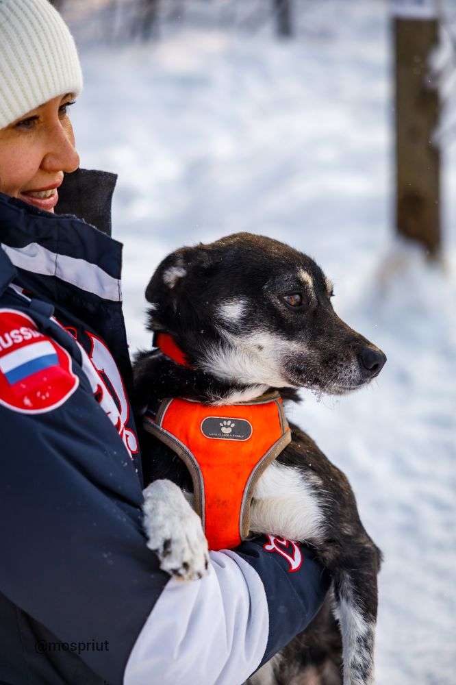 СОБАКА МИРА  из приюта Щербинка для бездомных животных, Москва и Московская область | mospriut