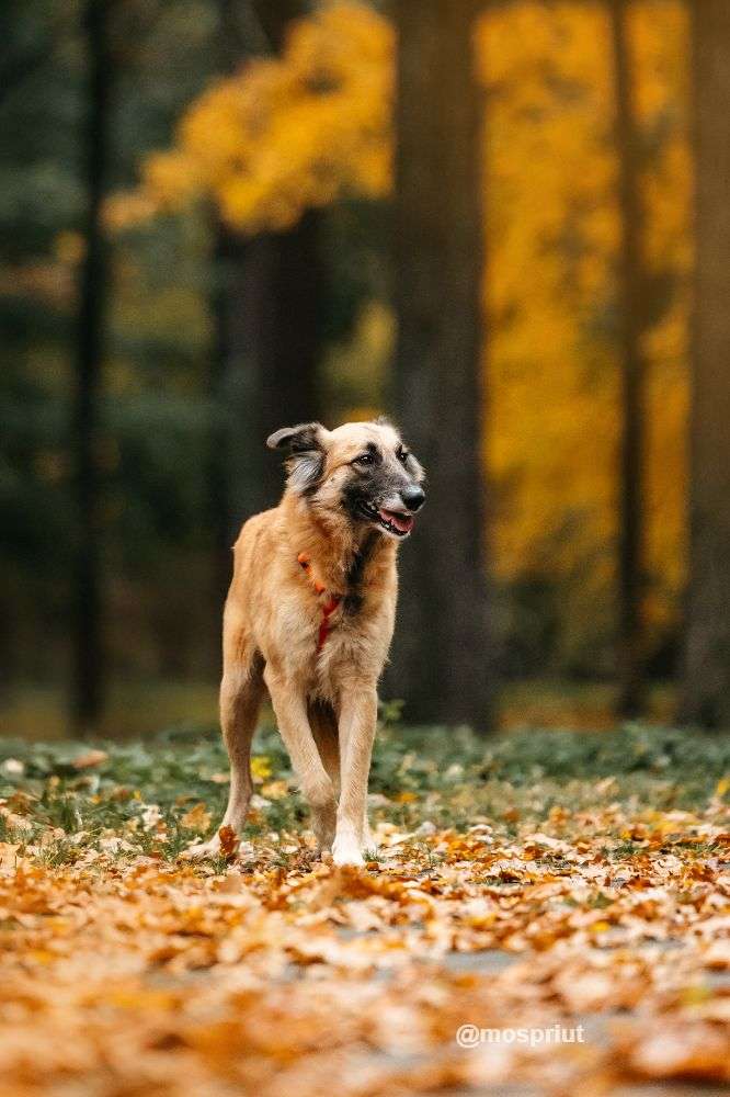 СОБАКА СЕНТА  из приюта Дубовая Роща для бездомных животных, Москва и Московская область | mospriut