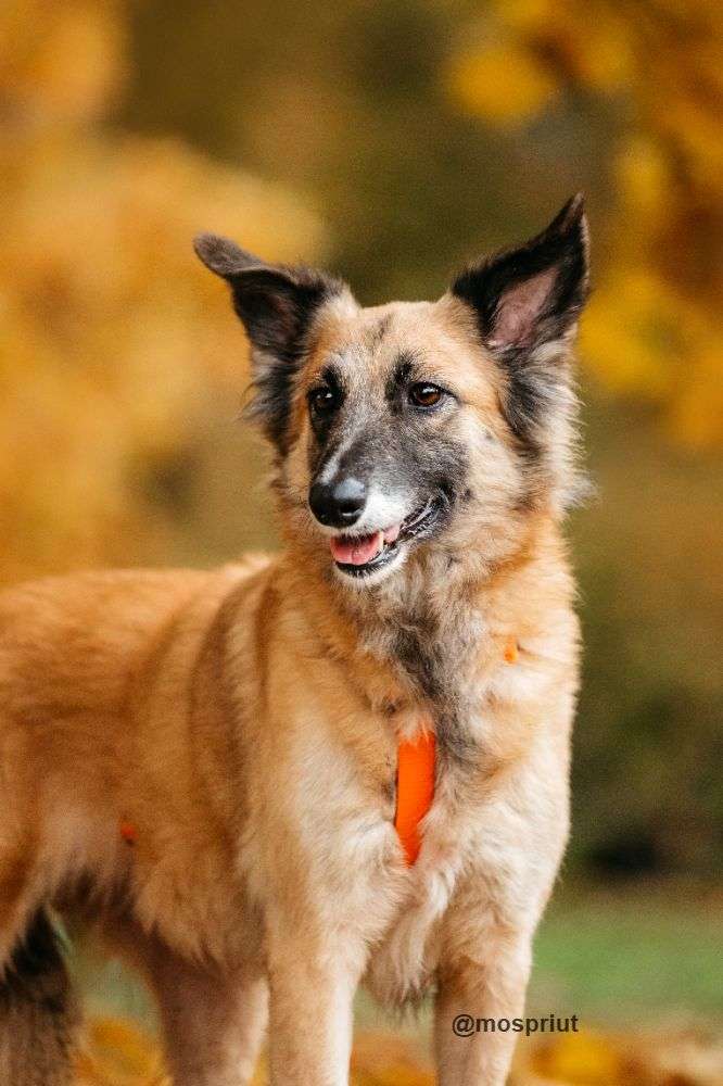 СОБАКА СЕНТА  из приюта Дубовая Роща для бездомных животных, Москва и Московская область | mospriut