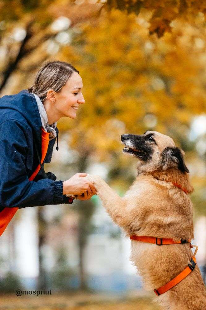 СОБАКА СЕНТА  из приюта Дубовая Роща для бездомных животных, Москва и Московская область | mospriut