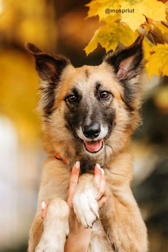 СОБАКА СЕНТА  из приюта Дубовая Роща для бездомных животных, Москва и Московская область | mospriut