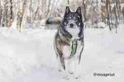 Приют для бездомных животных в Москве и Московской области | Взять собаку или кошку из приюта - mospriut