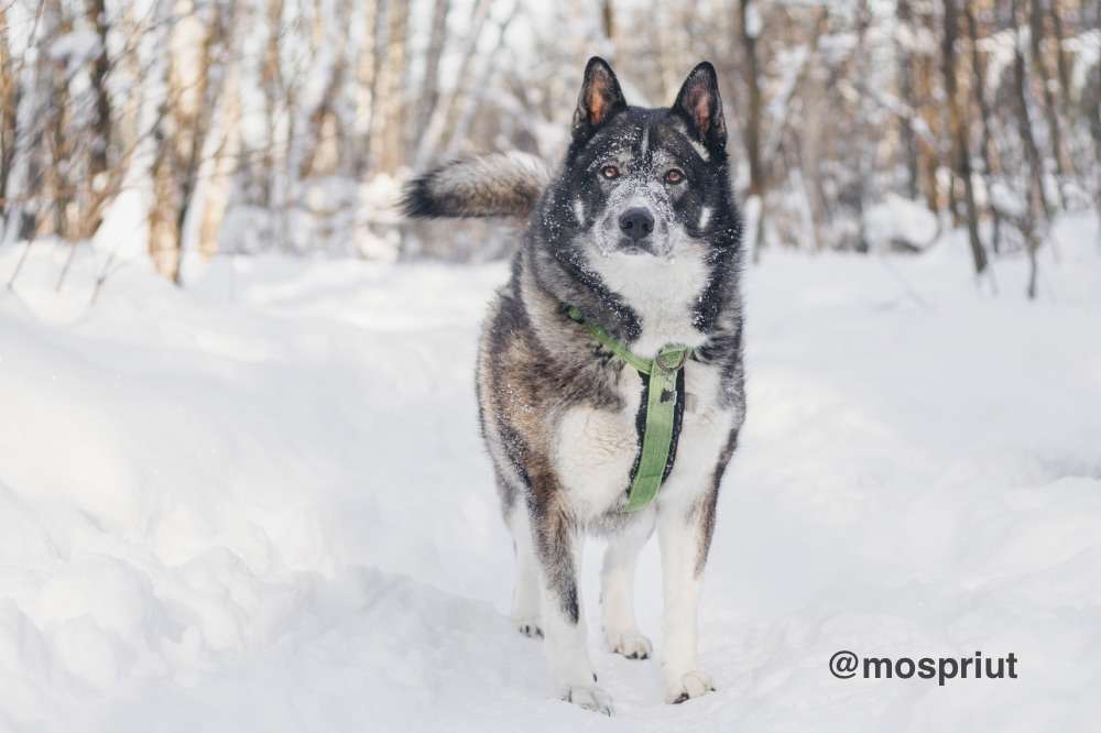 СОБАКА БАСТИАН  из приюта Красная сосна для бездомных животных, Москва и Московская область | mospriut