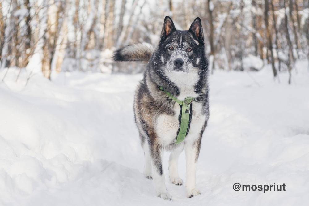 собака Бастиан  приюта для бездомных животных