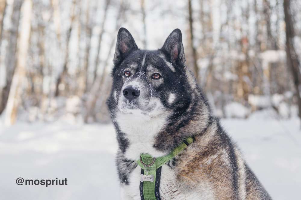 СОБАКА БАСТИАН  из приюта Красная сосна для бездомных животных, Москва и Московская область | mospriut