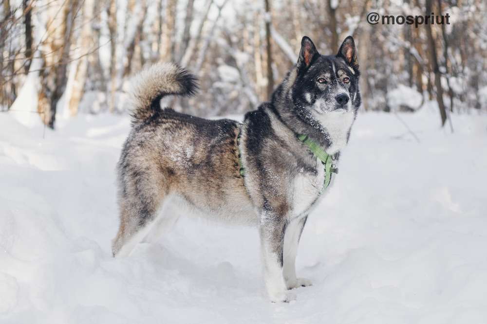 СОБАКА БАСТИАН  из приюта Красная сосна для бездомных животных, Москва и Московская область | mospriut