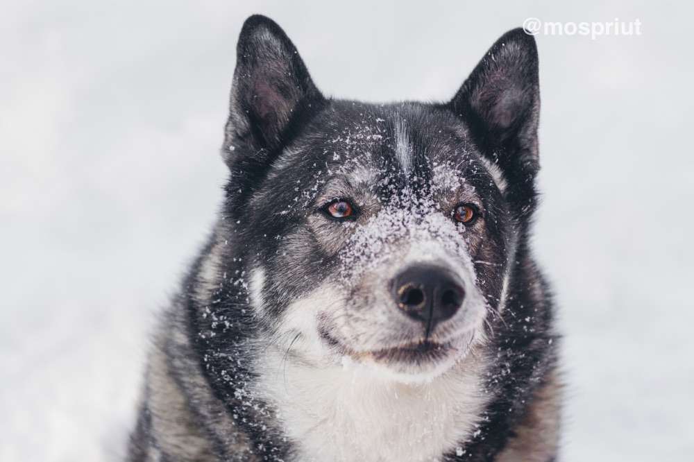 СОБАКА БАСТИАН  из приюта Красная сосна для бездомных животных, Москва и Московская область | mospriut