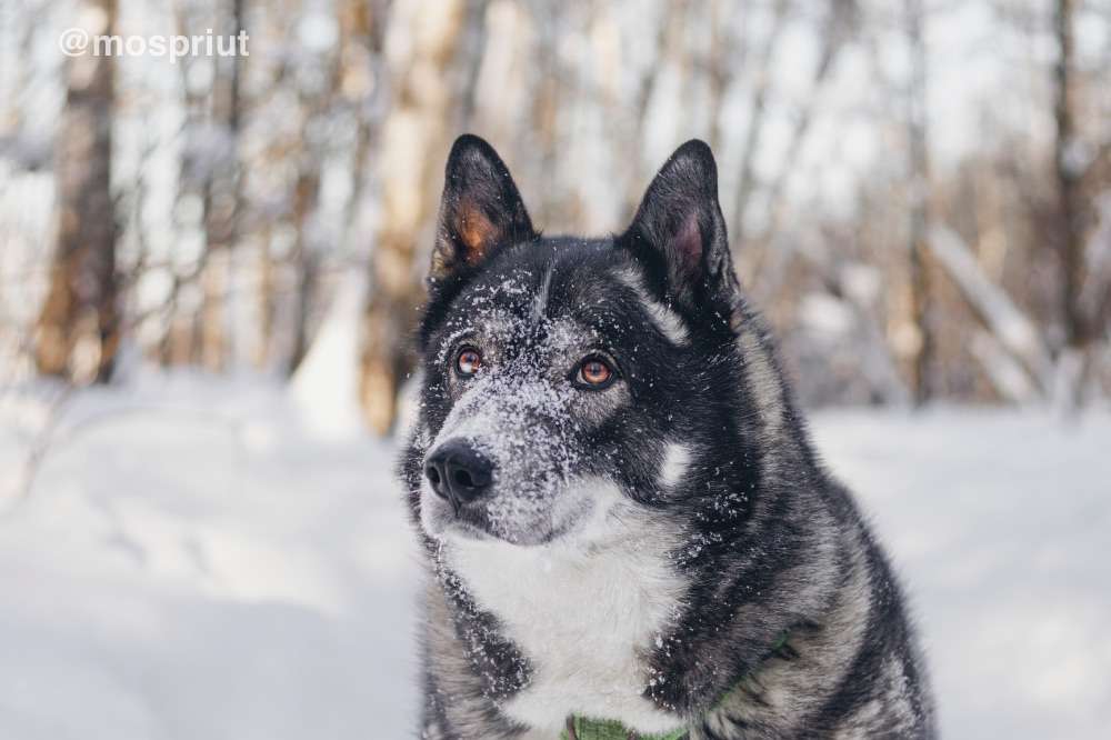 СОБАКА БАСТИАН  из приюта Красная сосна для бездомных животных, Москва и Московская область | mospriut