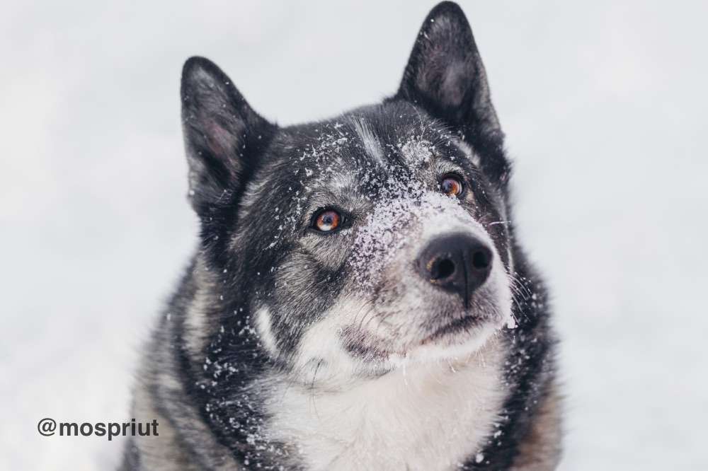 СОБАКА БАСТИАН  из приюта Красная сосна для бездомных животных, Москва и Московская область | mospriut