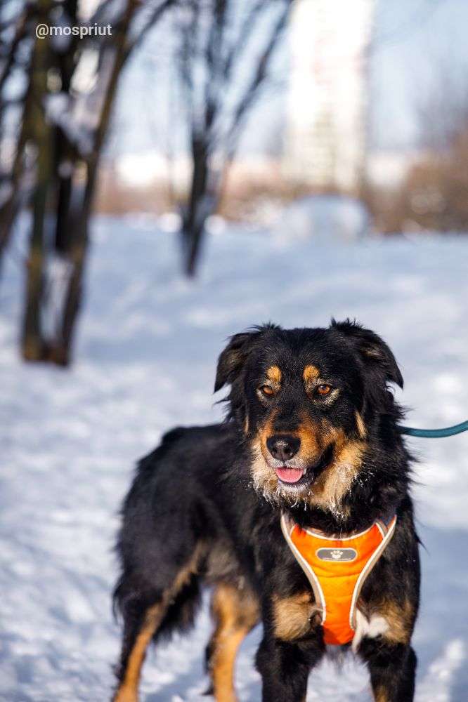 СОБАКА ГРИША  из приюта Щербинка для бездомных животных, Москва и Московская область | mospriut