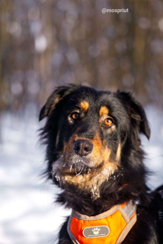 СОБАКА ГРИША  из приюта Щербинка для бездомных животных, Москва и Московская область | mospriut