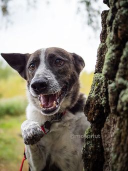 собака Ник из приюта ищет дом