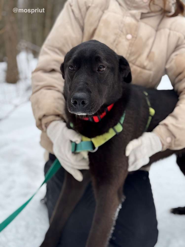 СОБАКА ЮТА  из приюта Щербинка для бездомных животных, Москва и Московская область | mospriut