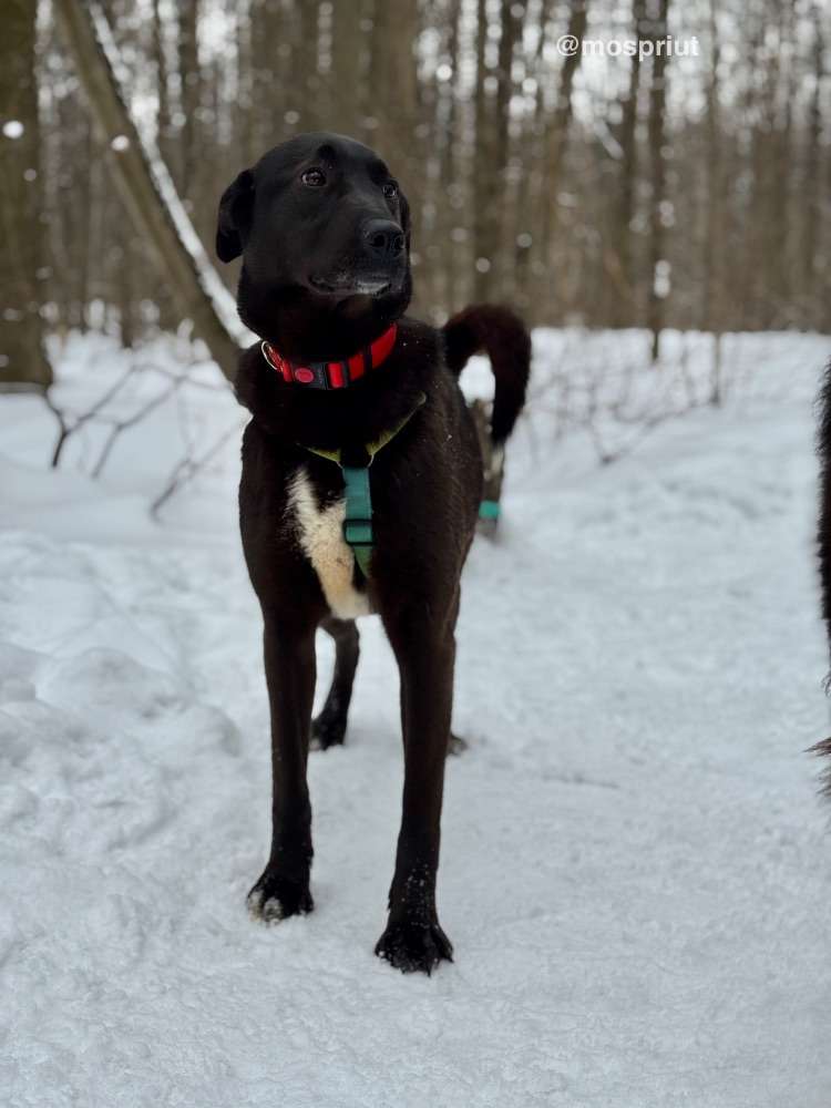 СОБАКА ЮТА  из приюта Щербинка для бездомных животных, Москва и Московская область | mospriut