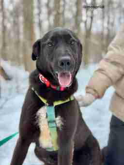 Приют для бездомных животных в Москве и Московской области | Взять собаку или кошку из приюта - mospriut
