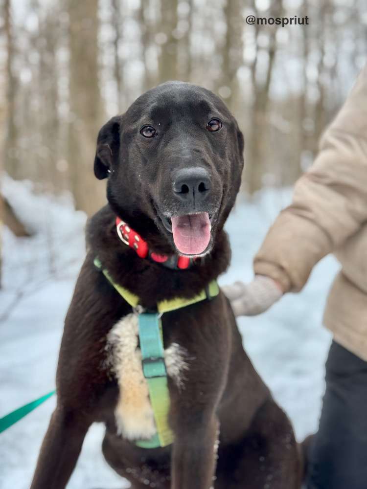 СОБАКА ЮТА  из приюта Щербинка для бездомных животных, Москва и Московская область | mospriut