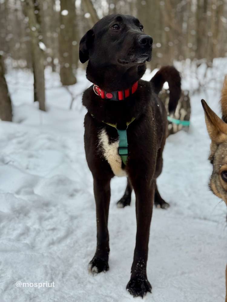 СОБАКА ЮТА  из приюта Щербинка для бездомных животных, Москва и Московская область | mospriut