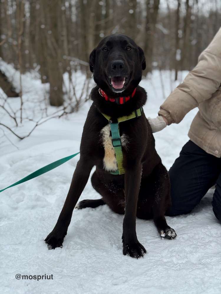 СОБАКА ЮТА  из приюта Щербинка для бездомных животных, Москва и Московская область | mospriut