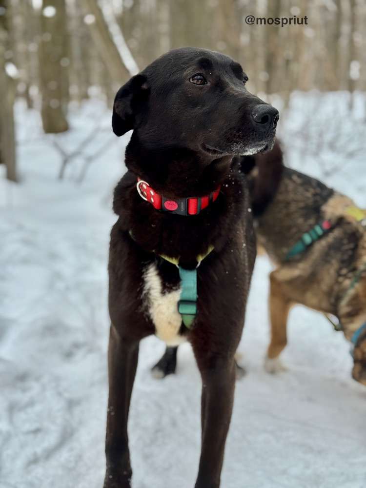 СОБАКА ЮТА  из приюта Щербинка для бездомных животных, Москва и Московская область | mospriut