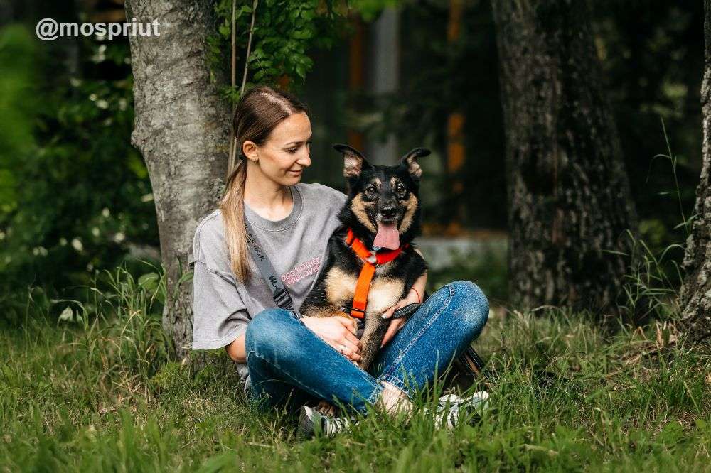 СОБАКА КИВИ  из приюта Дубовая Роща для бездомных животных, Москва и Московская область | mospriut