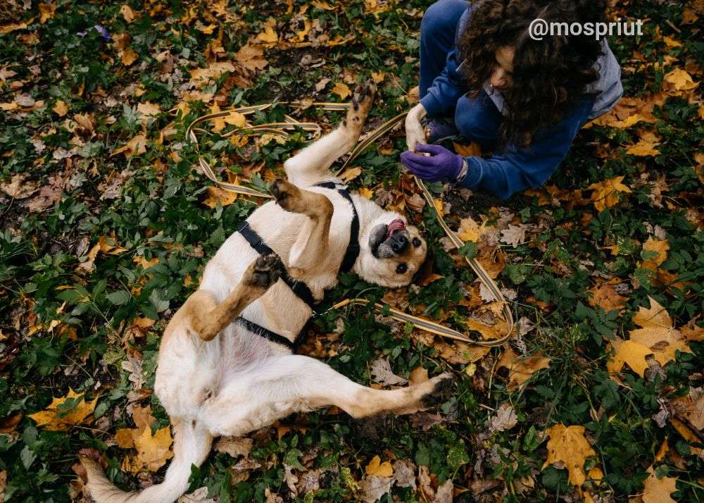 СОБАКА ТЕССА  из приюта Дубовая Роща для бездомных животных, Москва и Московская область | mospriut