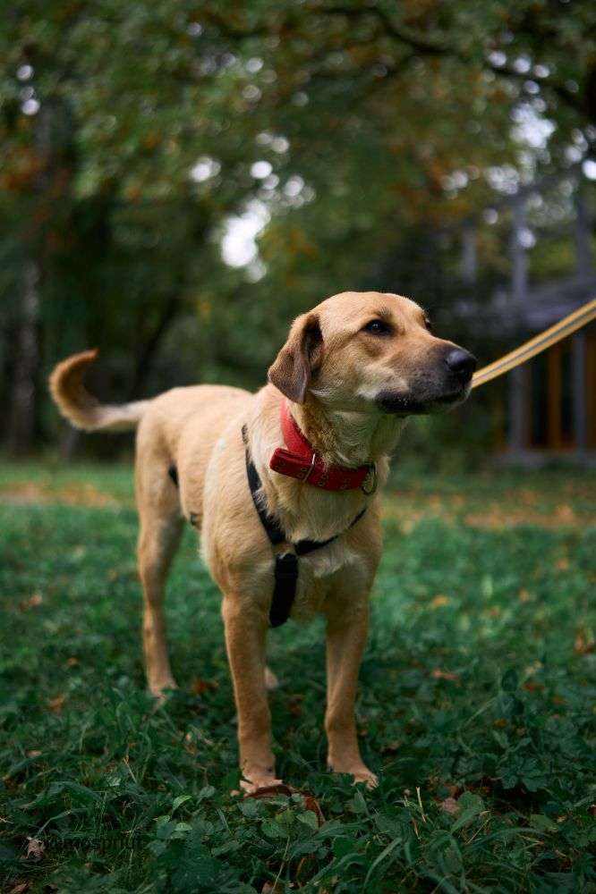 СОБАКА ТЕССА  из приюта Дубовая Роща для бездомных животных, Москва и Московская область | mospriut