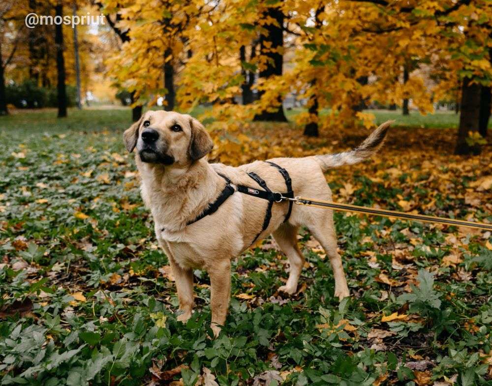 СОБАКА ТЕССА  из приюта Дубовая Роща для бездомных животных, Москва и Московская область | mospriut