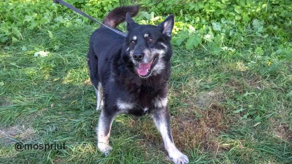СОБАКА ГАЙ  из приюта Щербинка для бездомных животных, Москва и Московская область | mospriut