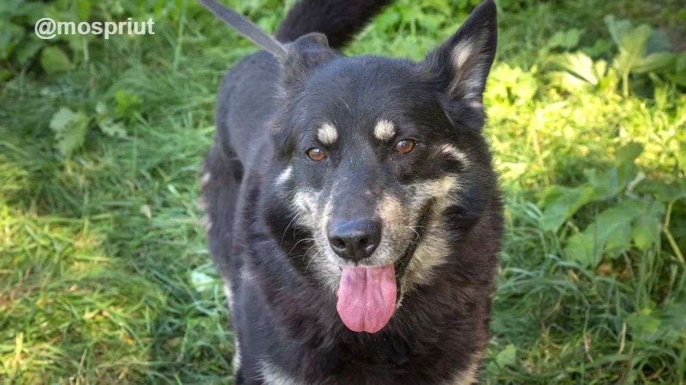 СОБАКА ГАЙ  из приюта Щербинка для бездомных животных, Москва и Московская область | mospriut