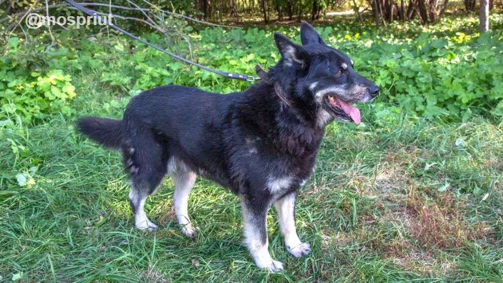 СОБАКА ГАЙ  из приюта Щербинка для бездомных животных, Москва и Московская область | mospriut