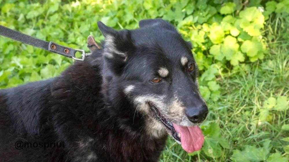 СОБАКА ГАЙ  из приюта Щербинка для бездомных животных, Москва и Московская область | mospriut