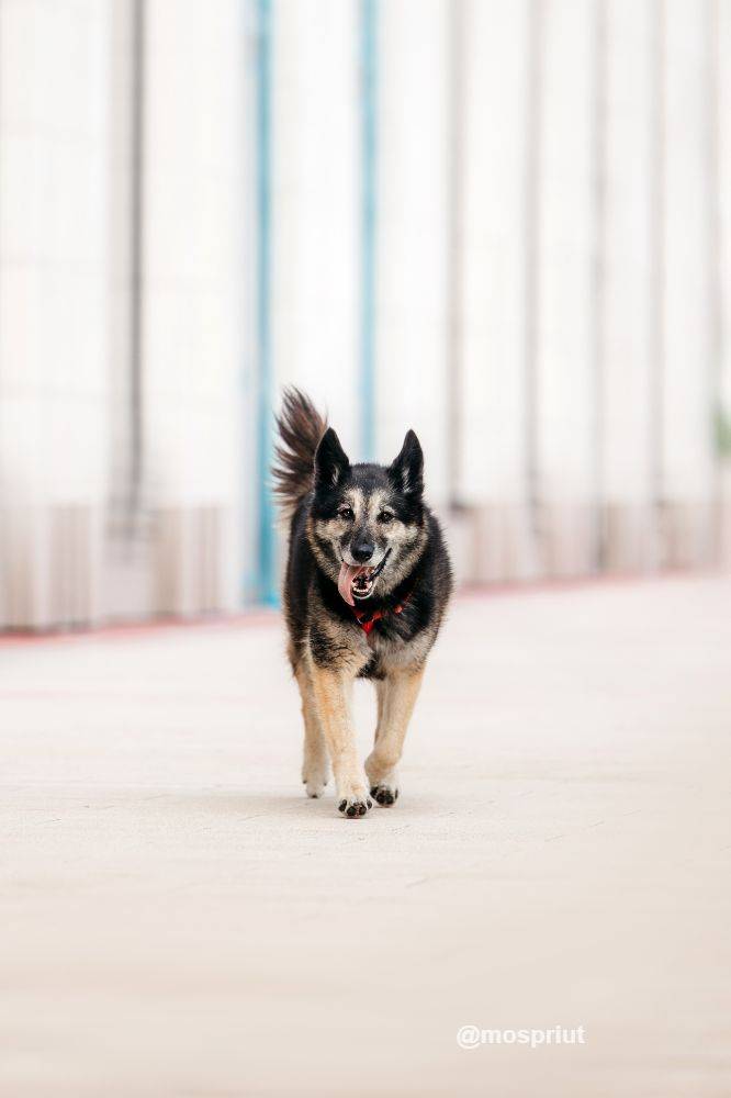 собака Крис  приюта для бездомных животных