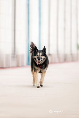 собака Крис из приюта ищет дом