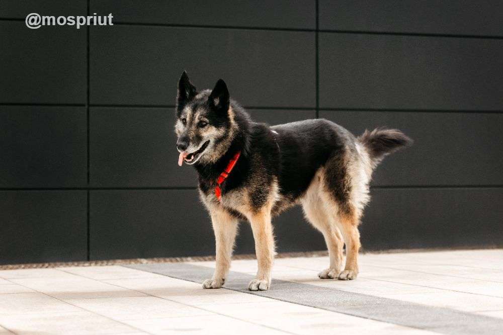 СОБАКА КРИС  из приюта Дубовая Роща для бездомных животных, Москва и Московская область | mospriut
