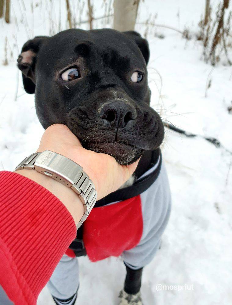 собака Серена  из приюта  для бездомных животных (собаки и кошки), Москва и Московская область