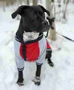 Приют для бездомных животных в Москве и Московской области | Взять собаку или кошку из приюта - mospriut