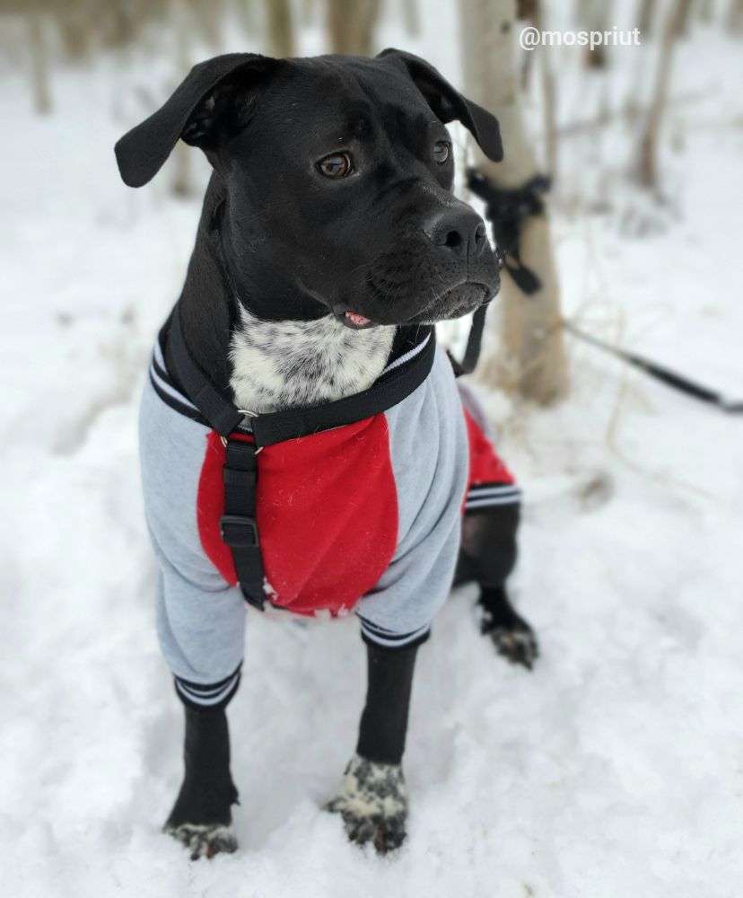 СОБАКА СЕРЕНА  из приюта Щербинка для бездомных животных, Москва и Московская область | mospriut