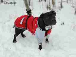 Приют для бездомных животных в Москве и Московской области | Взять собаку или кошку из приюта - mospriut