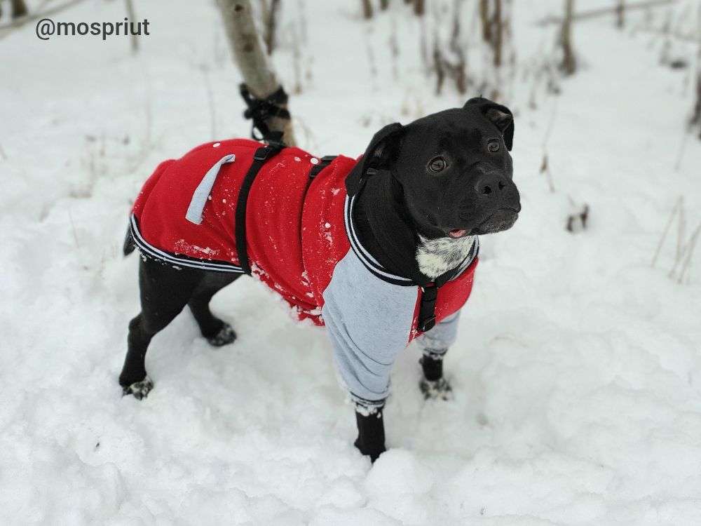 СОБАКА СЕРЕНА  из приюта Щербинка для бездомных животных, Москва и Московская область | mospriut