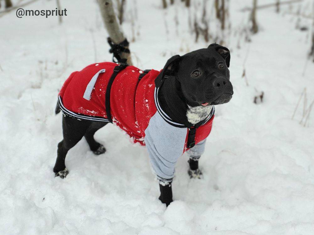 Серена из приюта Москвы и области ищет дом