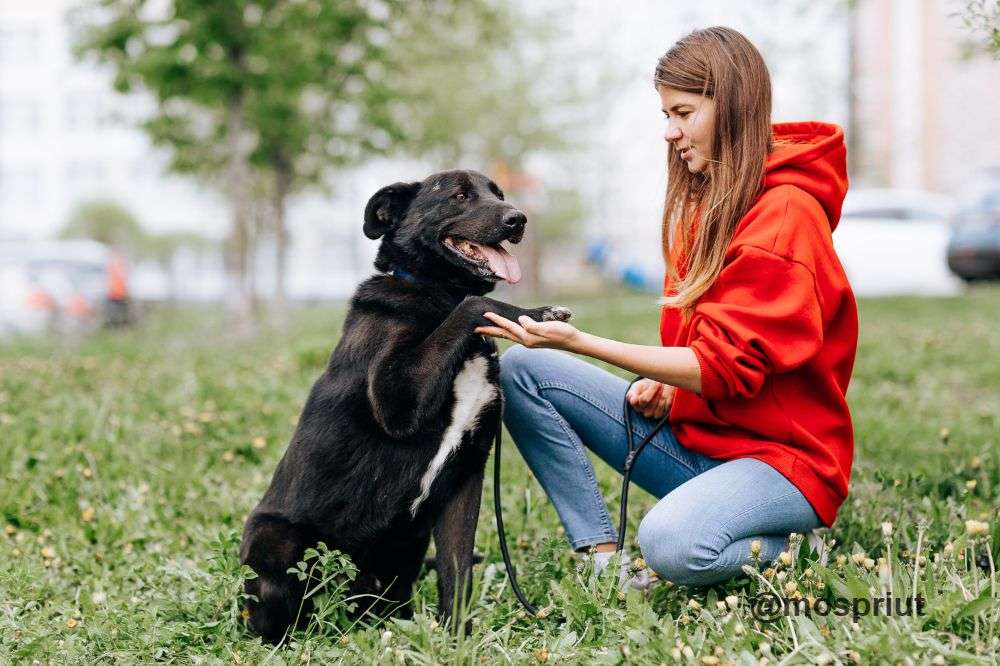 СОБАКА ВОКЕР  из приюта Щербинка для бездомных животных, Москва и Московская область | mospriut