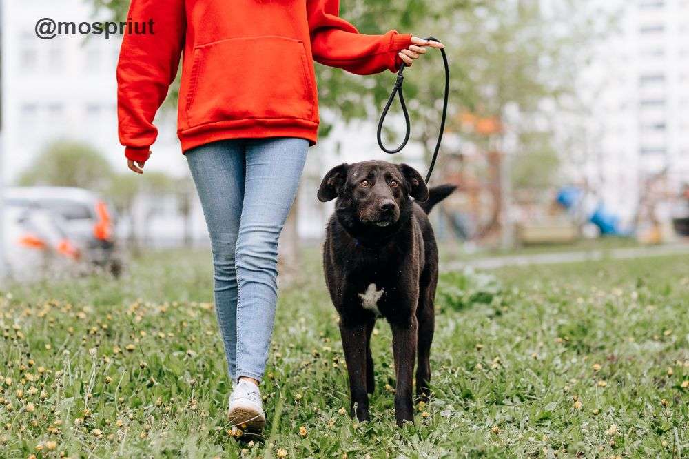 СОБАКА ВОКЕР  из приюта Щербинка для бездомных животных, Москва и Московская область | mospriut
