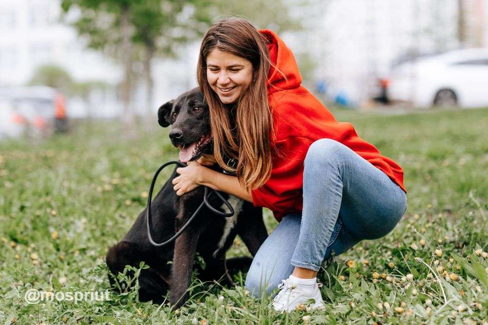 СОБАКА ВОКЕР  из приюта Щербинка для бездомных животных, Москва и Московская область | mospriut