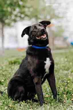 Приют для бездомных животных в Москве и Московской области | Взять собаку или кошку из приюта - mospriut