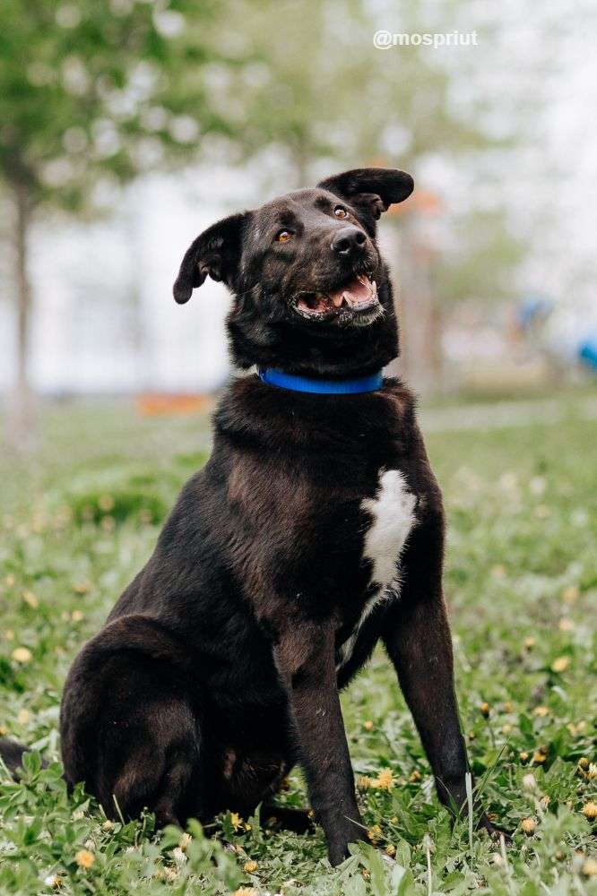 СОБАКА ВОКЕР  из приюта Щербинка для бездомных животных, Москва и Московская область | mospriut