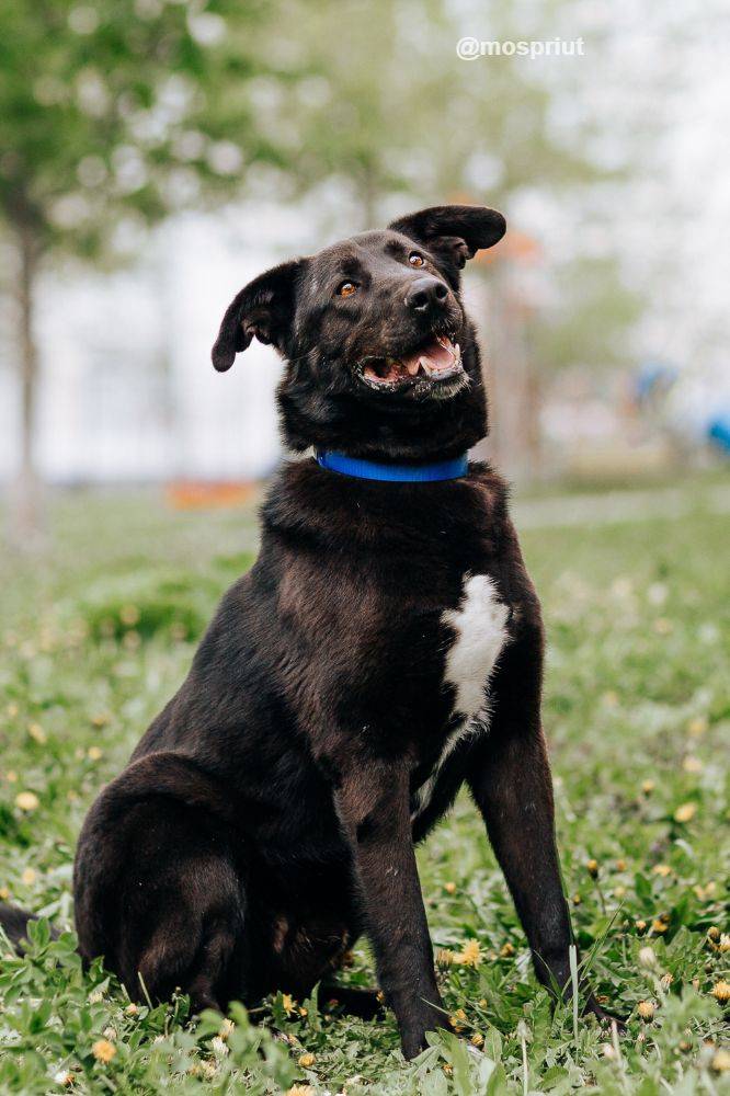 Вокер из приюта Москвы и области ищет дом
