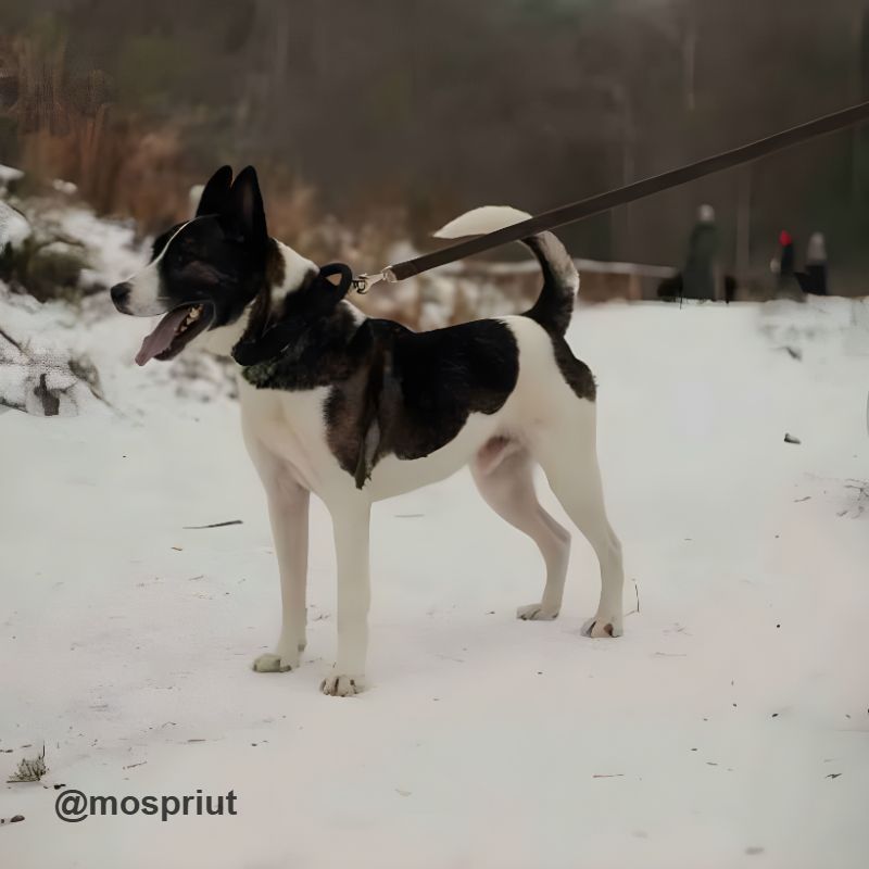 Бездомное животное Тоша из приюта