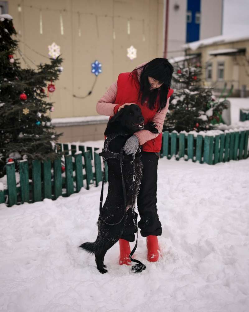 Изображение собаки из приюта , которой можно помочь и купить необходимые товары