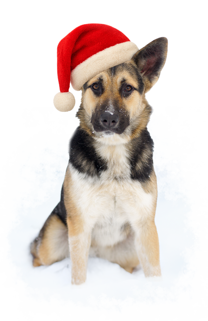 Бездомная собака Тоффи из приюта Москвы и Московской области в шапке Санты Клауса или Дед Мороза, которую вы можете взять себе домой