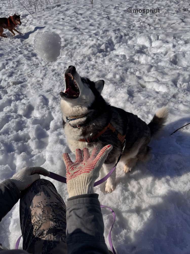 Хаски Юся из приюта Щербинка ловит снег | Приют Щербинка для бездомных животных (собак), Бутово, Москва, ЮЗАО